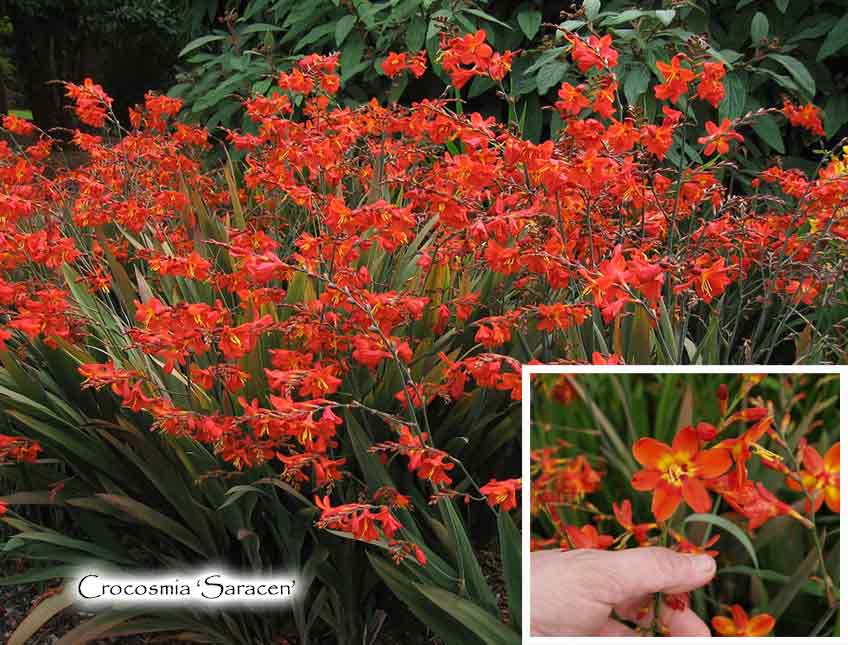 Crocosmia x crocosmiiflora 'Saracen'