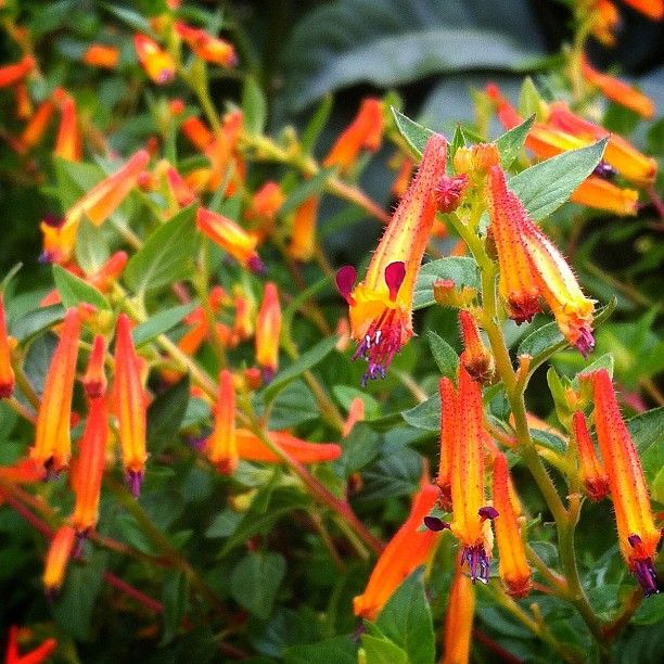 Cuphea ignea 'Strybing Sunset' – Singing Tree Gardens Nursery