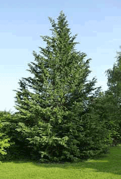 Leyland Cypress