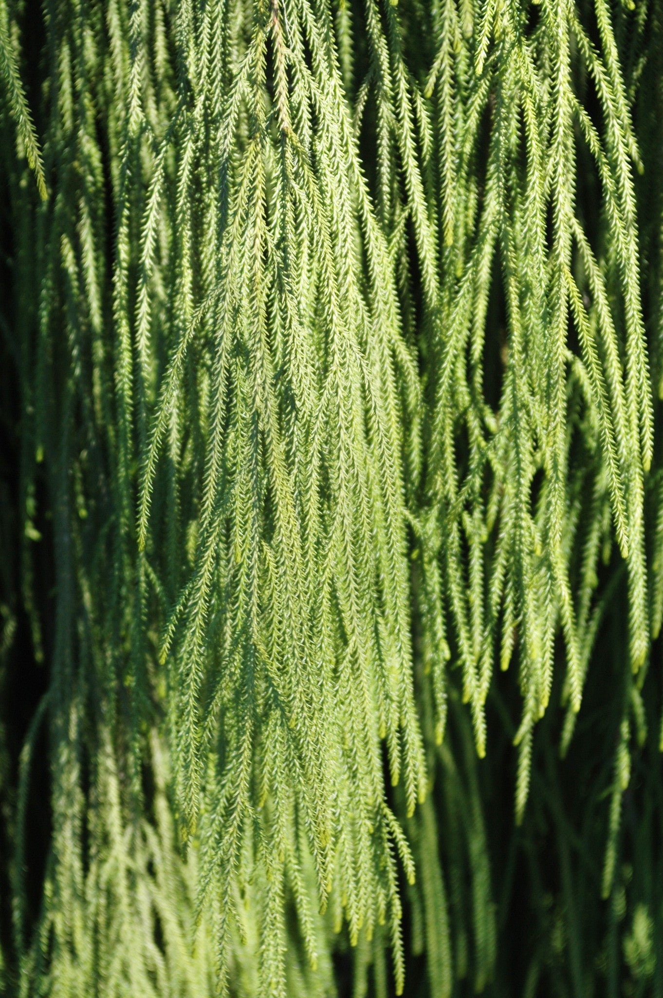 New Zealand Rimu Tree – Singing Tree Gardens Nursery