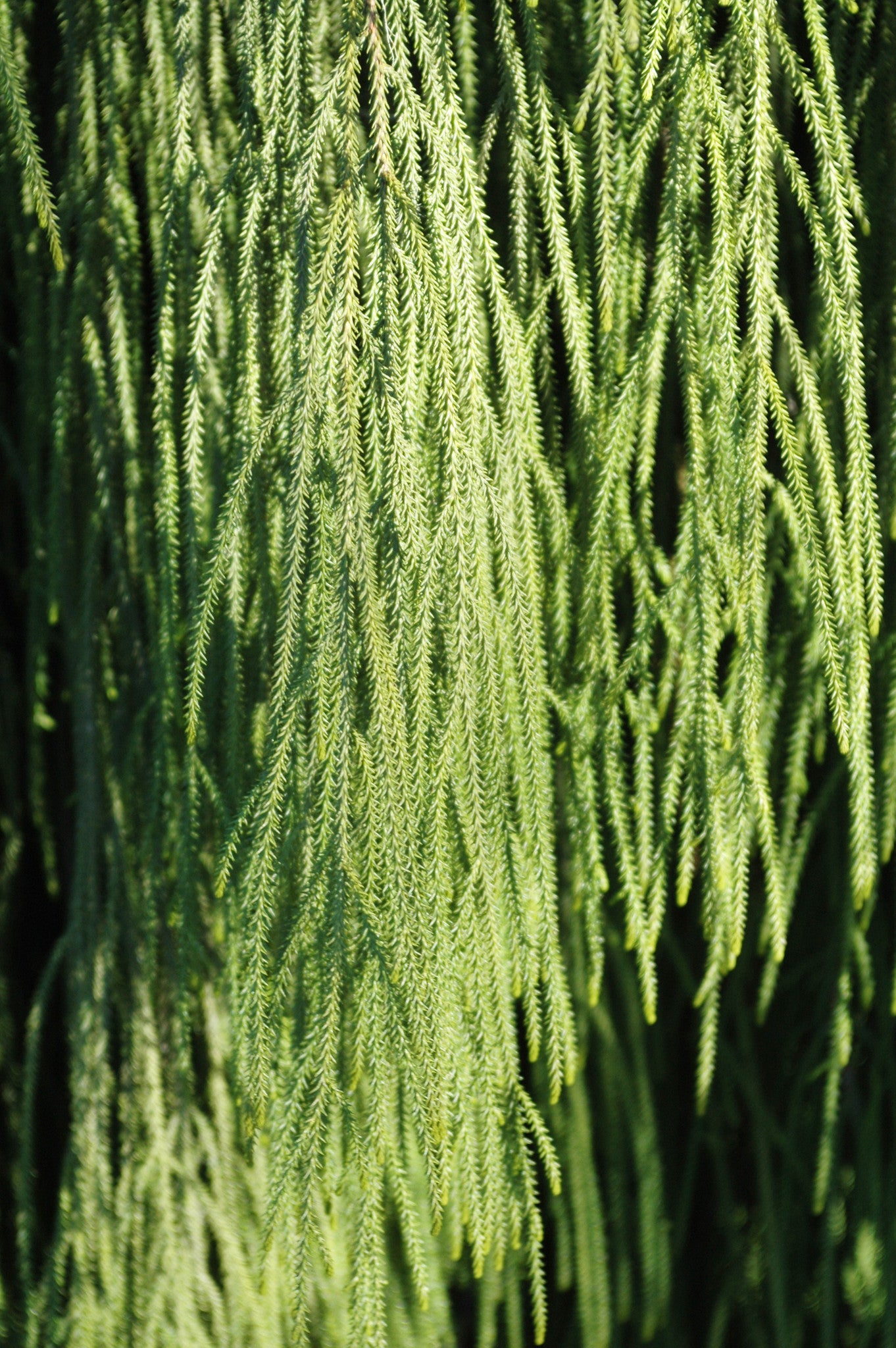 New Zealand Rimu Tree