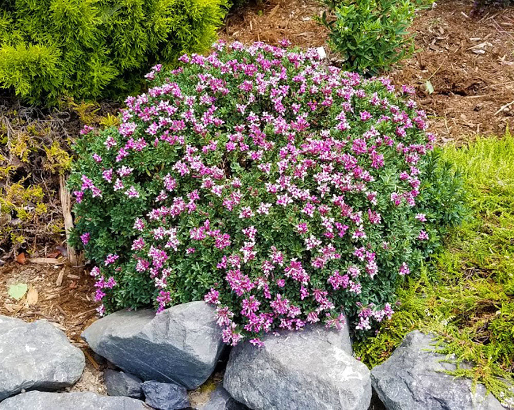 Daphne x rollsdorfii 'Wilhelm Schacht'