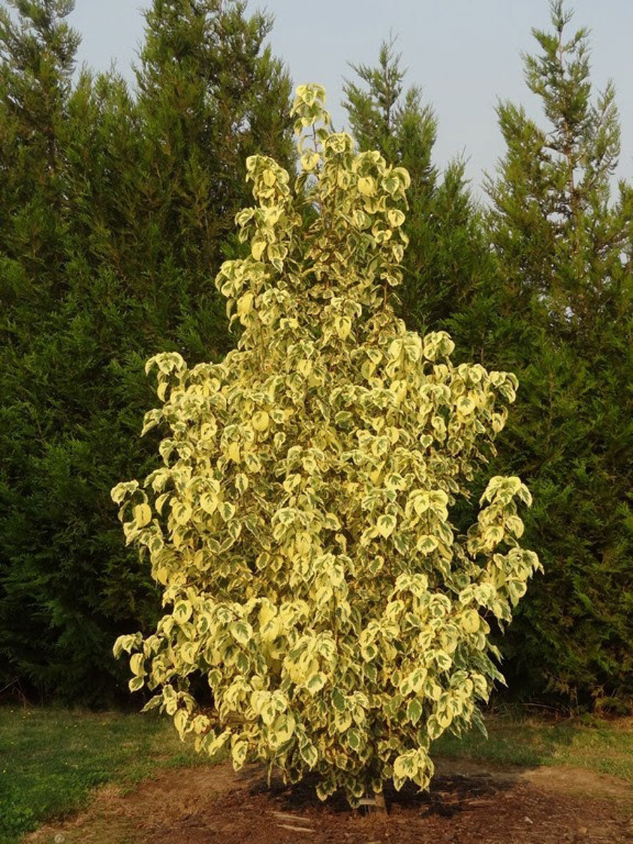 Davidia involucrata 'Lady Sunshine'