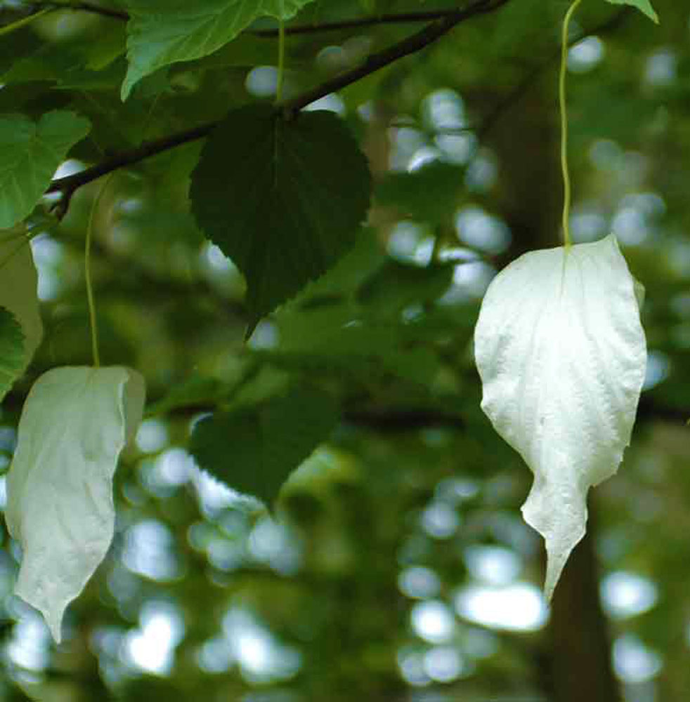 Dove Tree  -  Davidia involucrata var. vilmoriniana