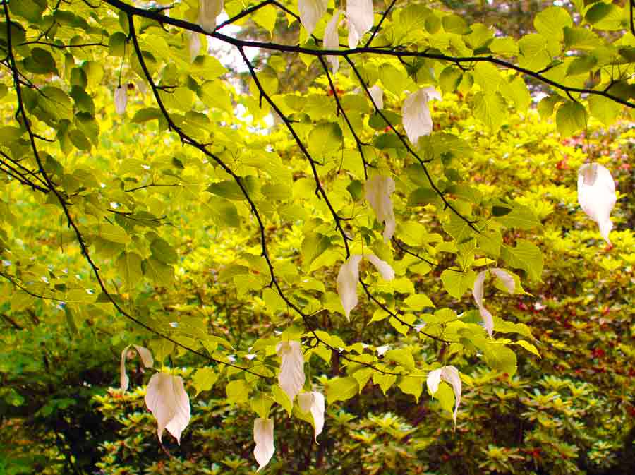 Dove Tree  -  Davidia involucrata var. vilmoriniana