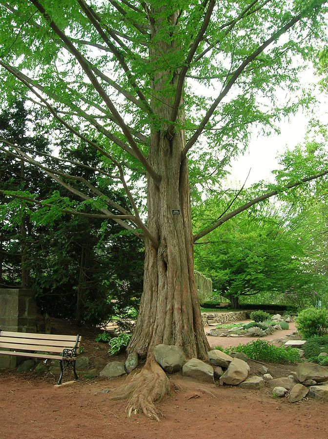 Dawn Redwood - Metasequoia glyptostroboides