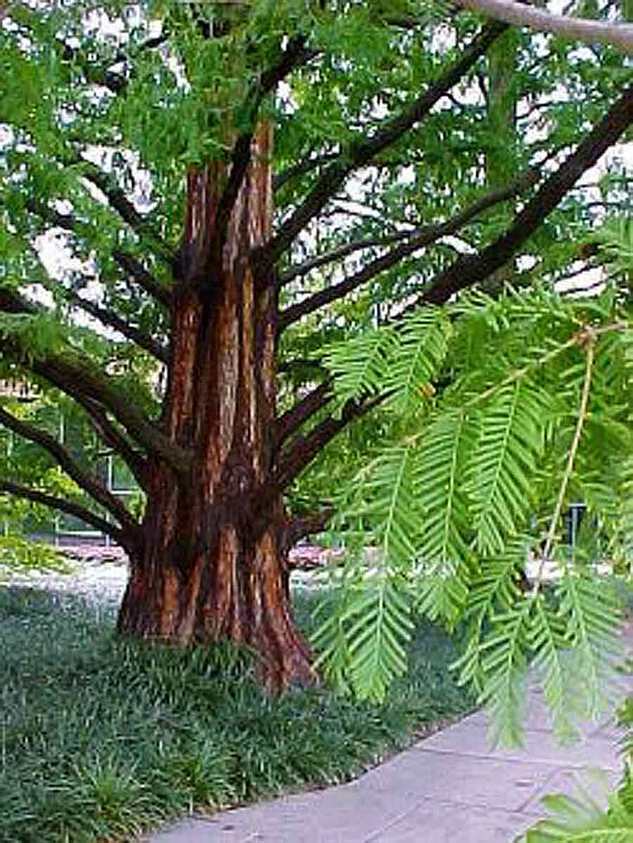 Dawn Redwood - Metasequoia glyptostroboides