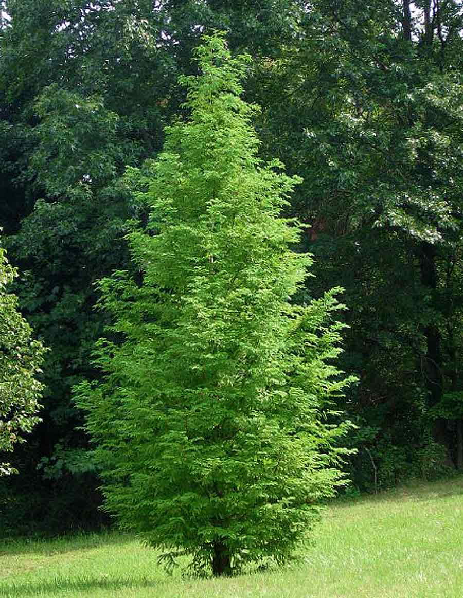 Dawn Redwood - Metasequoia glyptostroboides