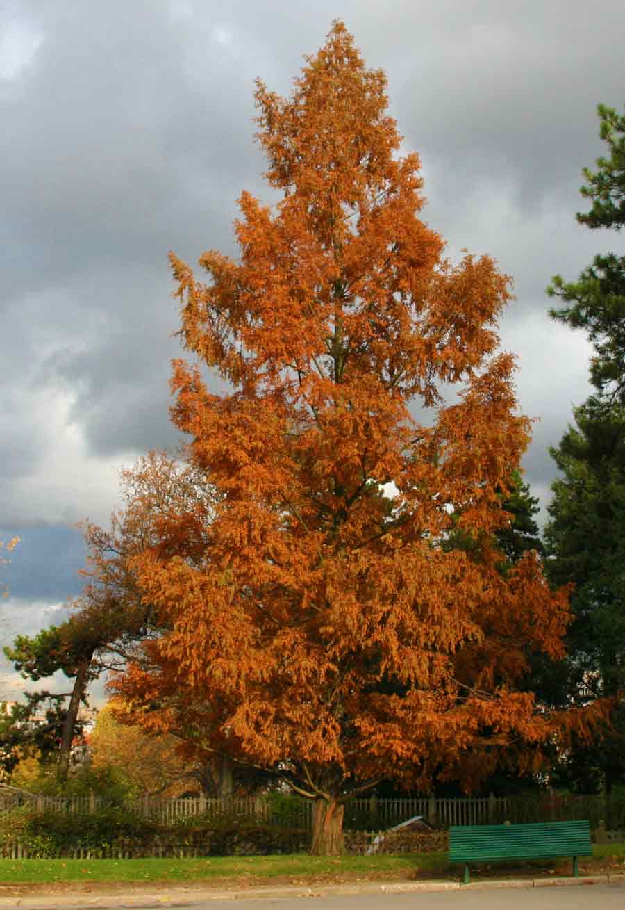 Dawn Redwood - Metasequoia glyptostroboides