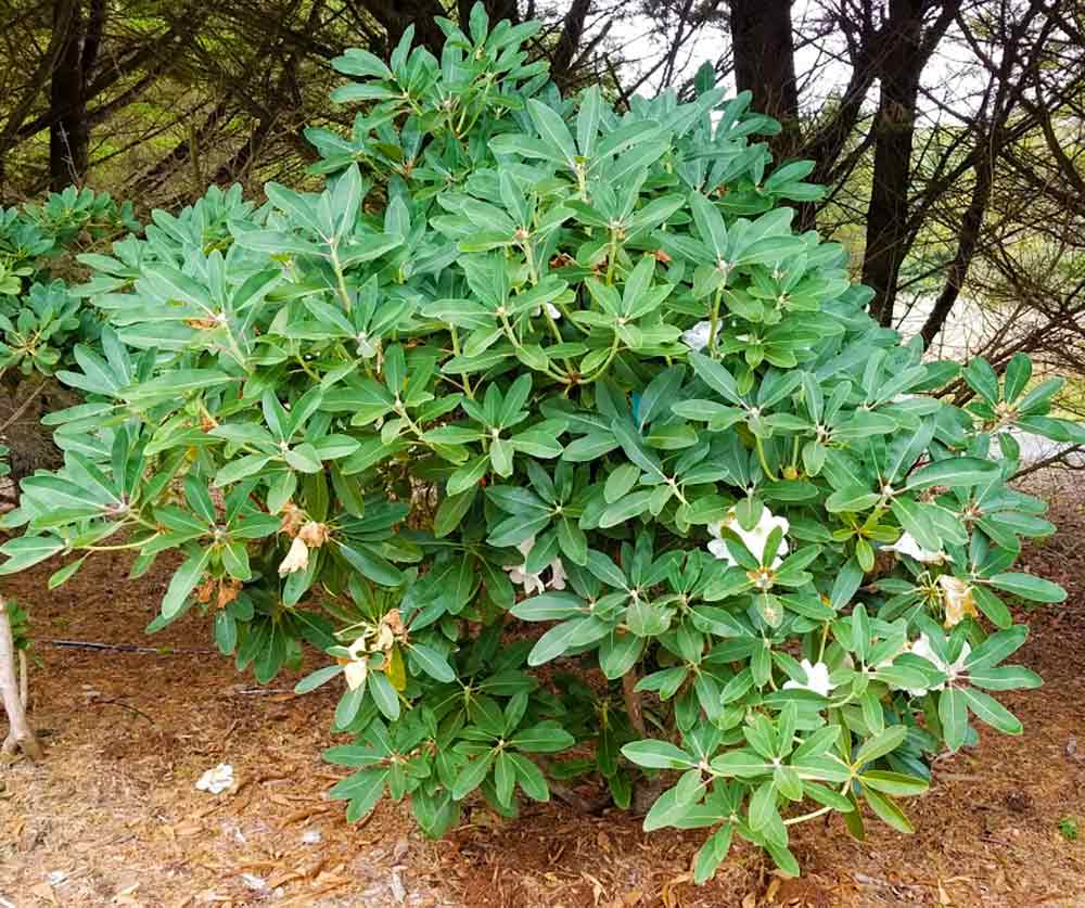 Till Rdecorum R. decorum 'Schick Form' – Singing Tree Gardens Nursery