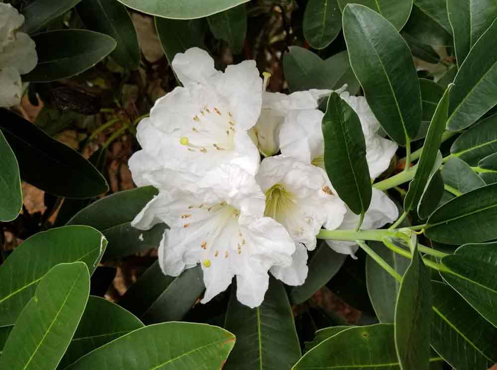 Till Rdecorum R. decorum 'Schick Form' – Singing Tree Gardens Nursery
