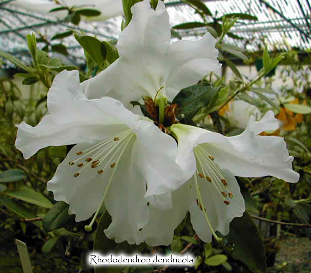 Rhododendron dendricola