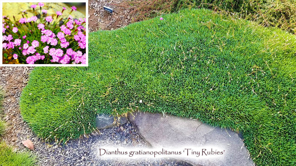 Dianthus gratianopolitanus ‘Tiny Rubies’