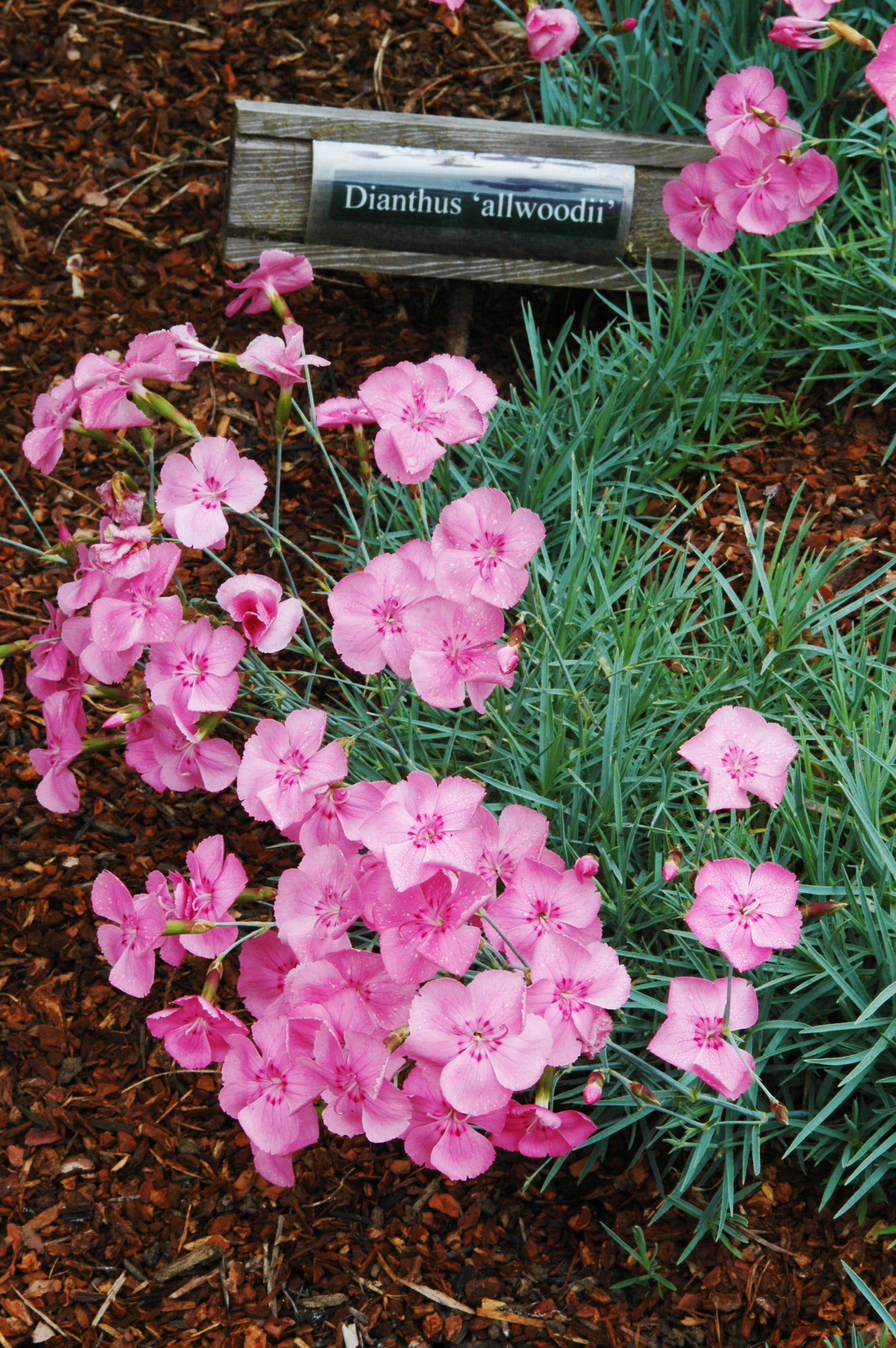 Dianthus x Allwoodii - Allwood pinks