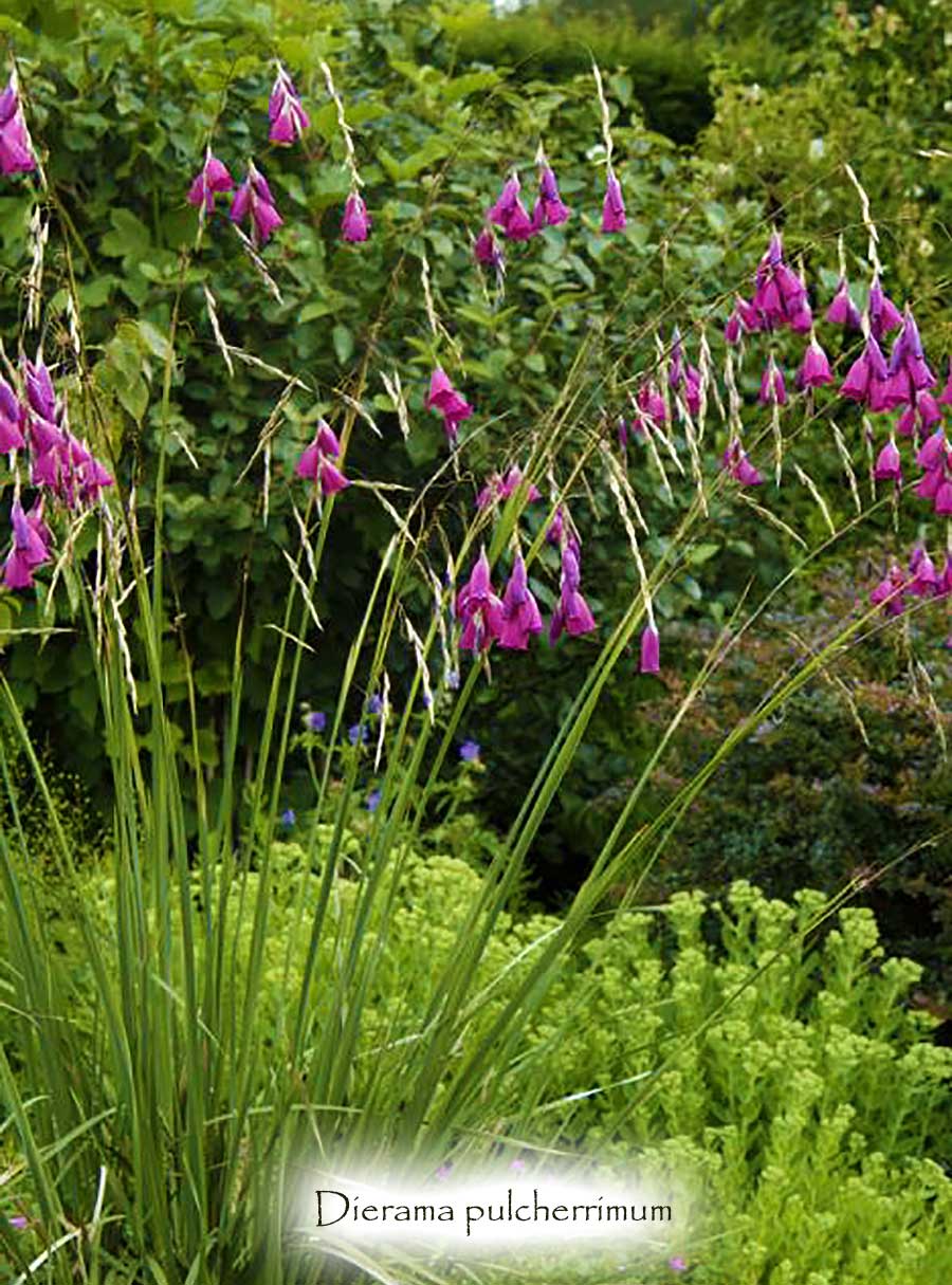 Dierama pulcherrimum (Angel's Fishing Rod)