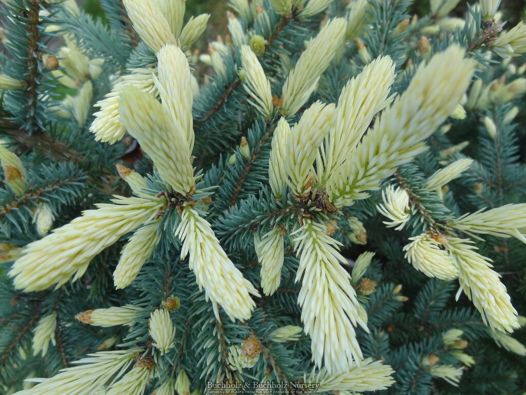 Picea pungens 'Donehey'