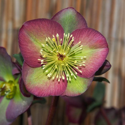 Helleborus x iburgensis 'Dorothy's Dawn'