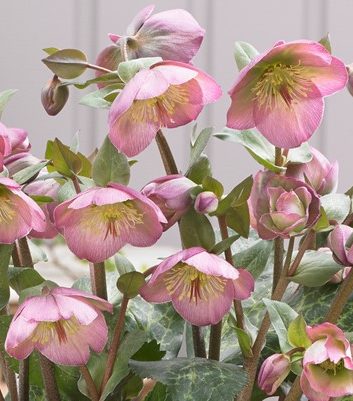 Helleborus x iburgensis 'Dorothy's Dawn'