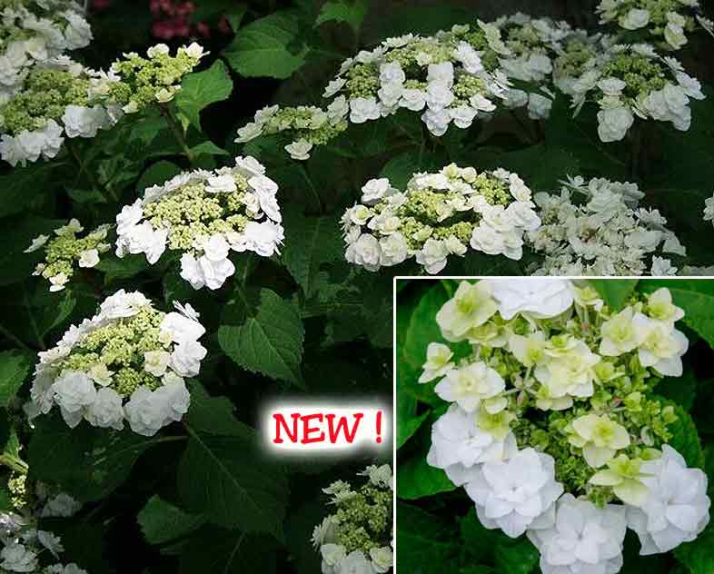 Hydrangea macrophylla 'Double Delights Wedding Gown'