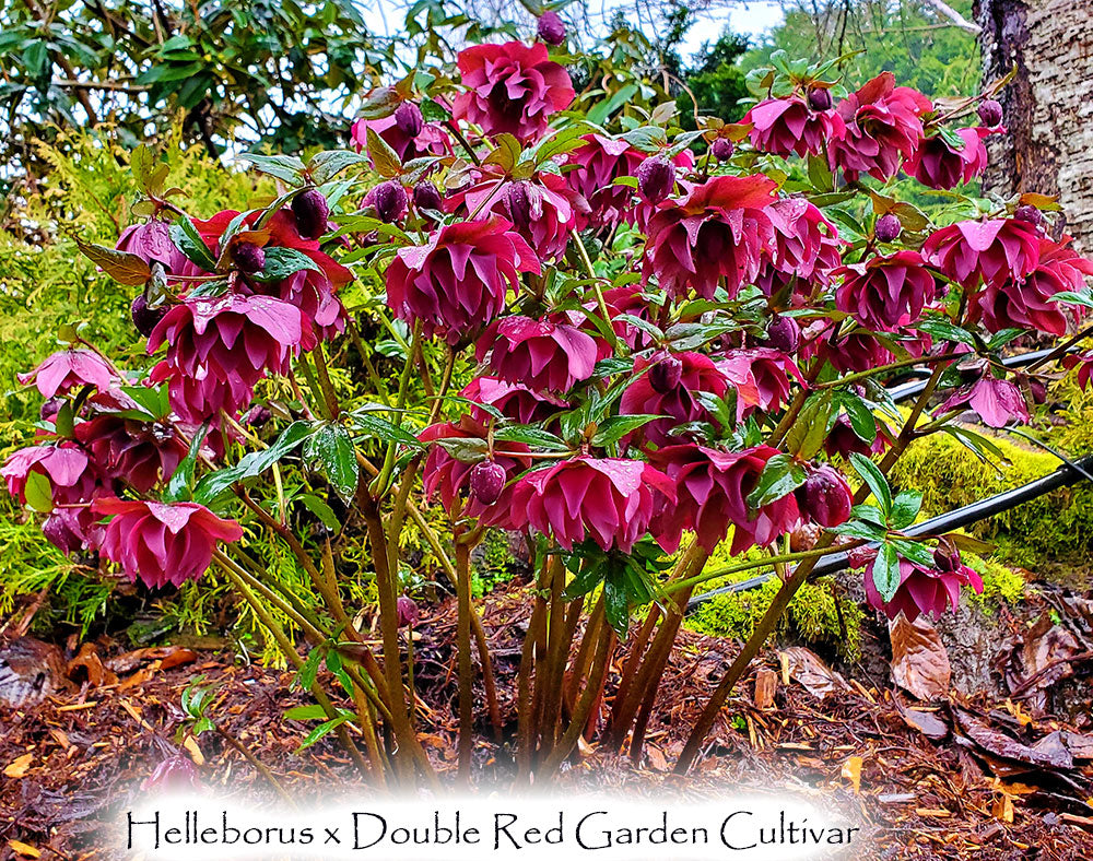 Helleborus x double red garden cultivar