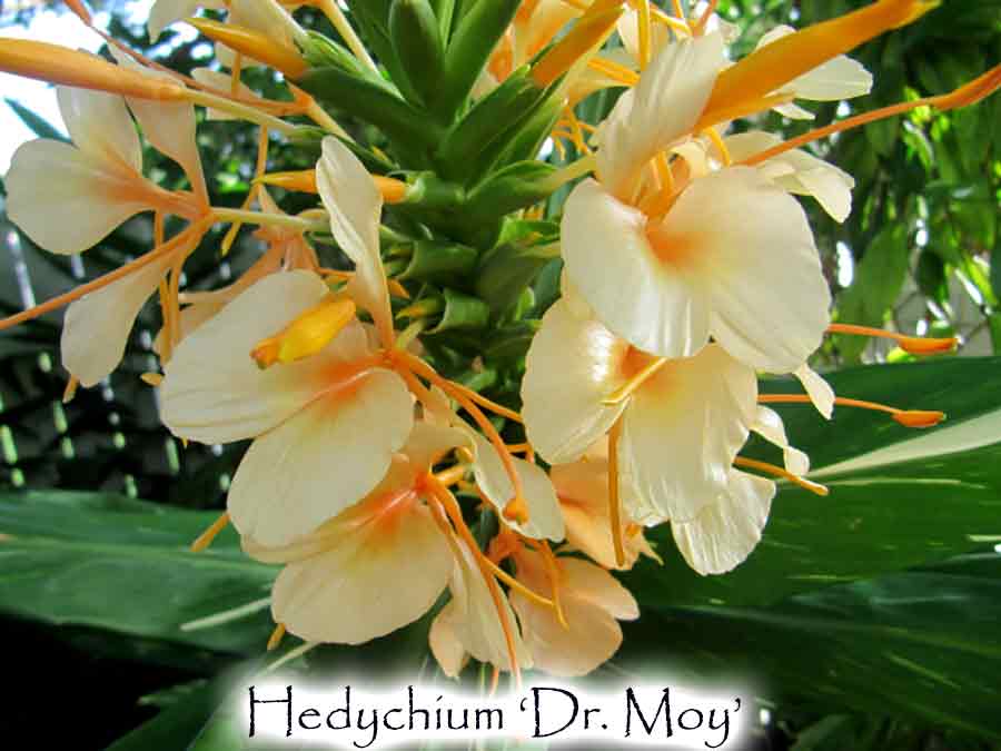 Hedychium 'Dr. Moy'