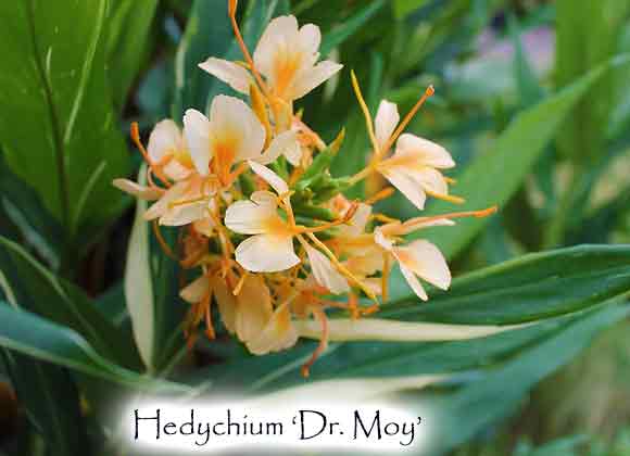Hedychium 'Dr. Moy'