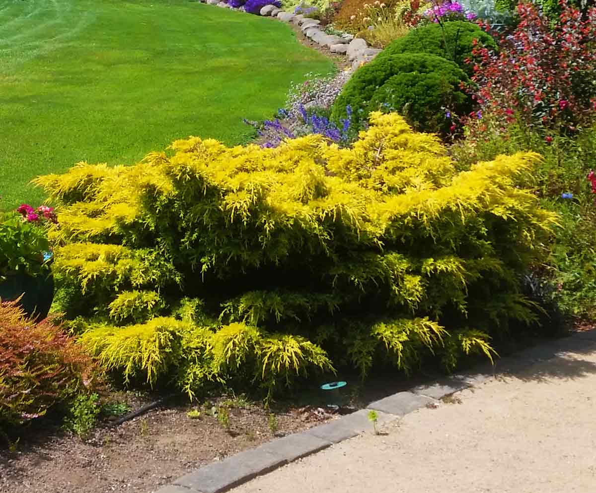 JUNIPERUS chinensis 'Gold Star'