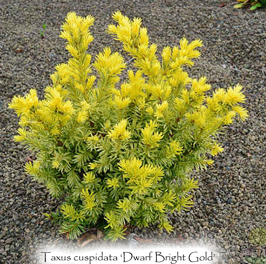 Taxus cuspidata 'Dwarf Bright Gold'