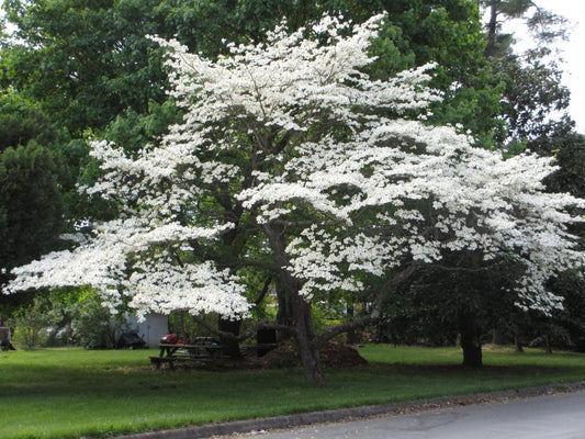 Cornus x florida 'Eddie's White Wonder'