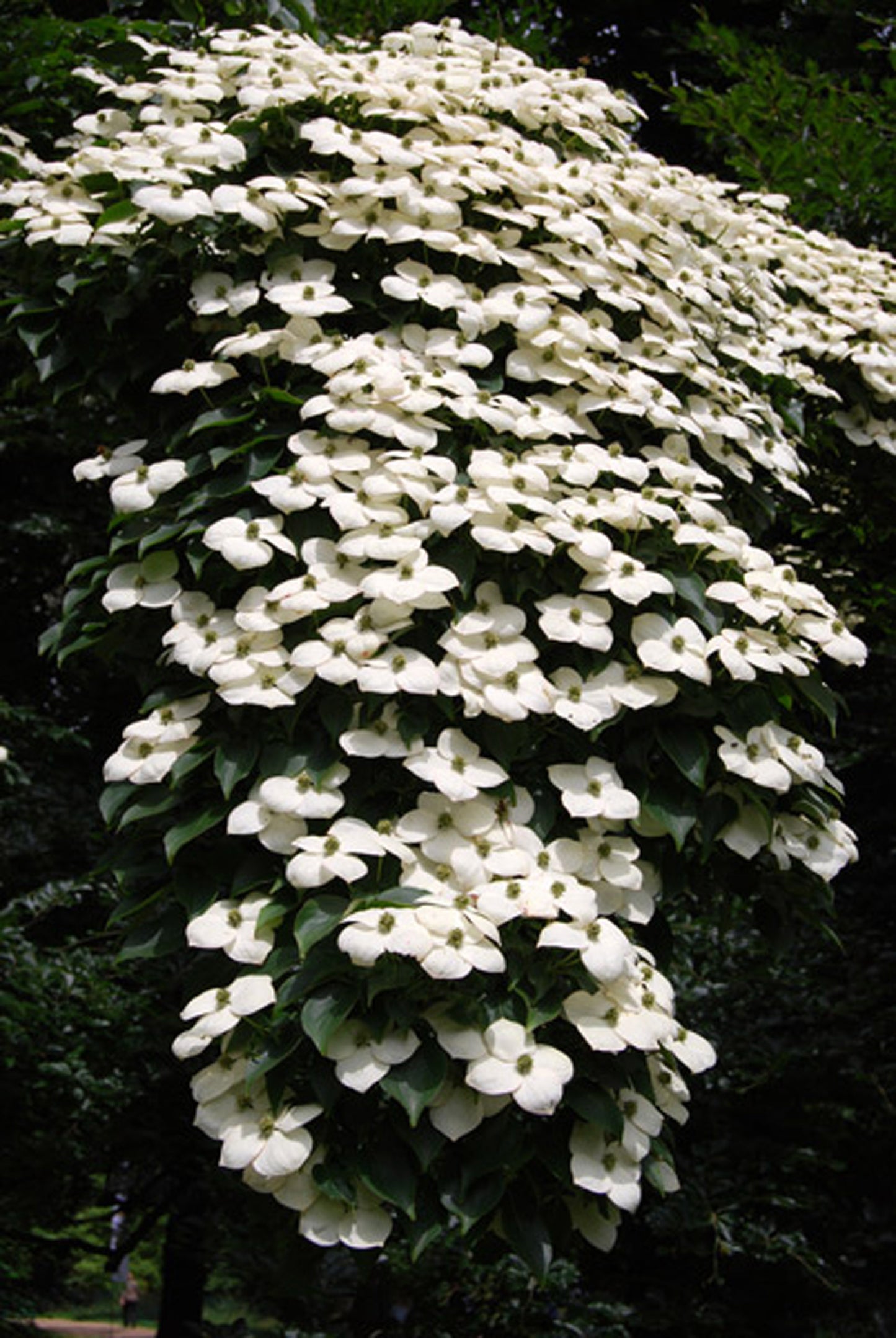 Cornus x florida 'Eddie's White Wonder'