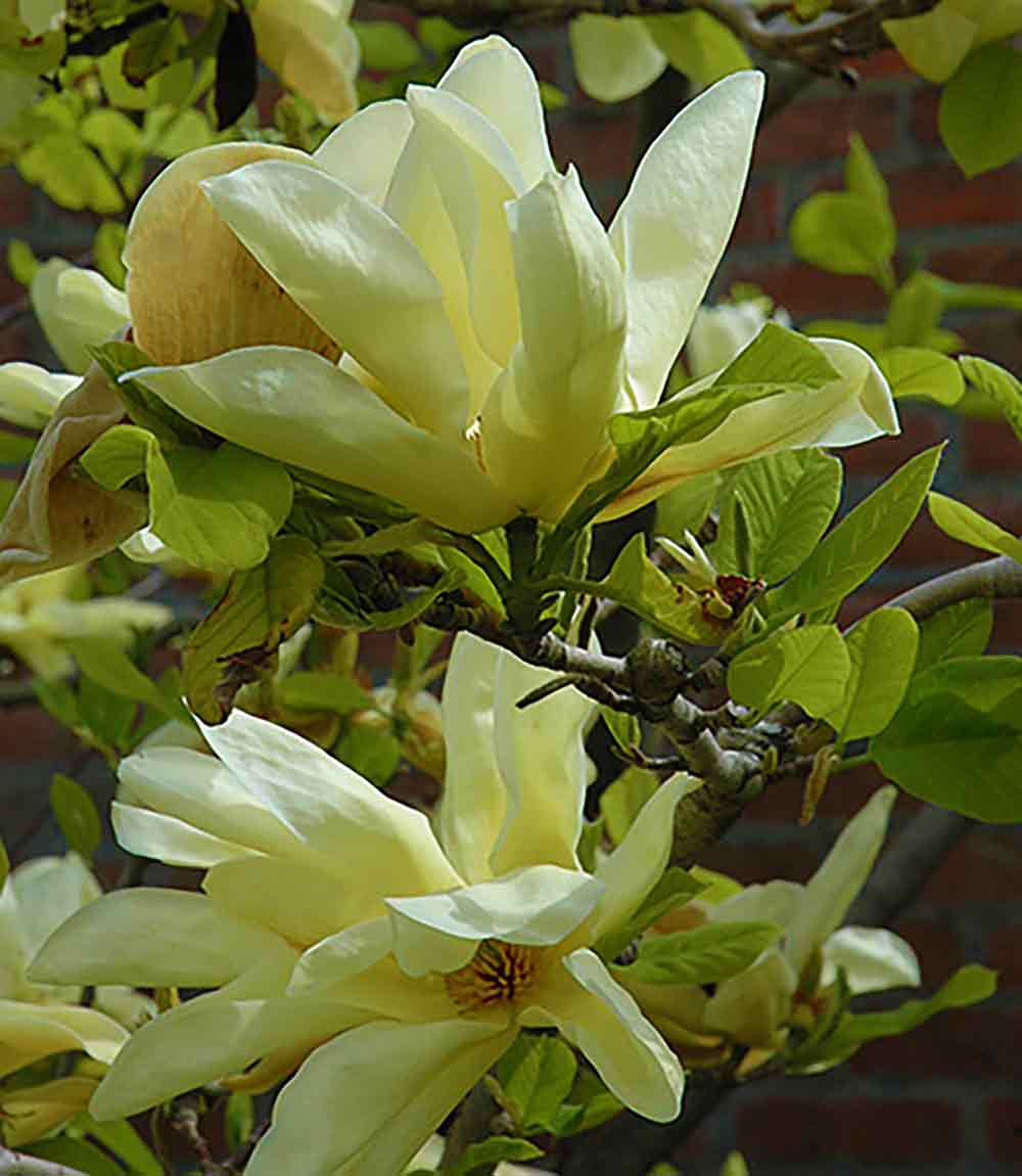 Magnolia x 'Elizabeth'