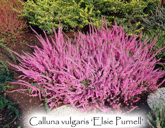 Calluna vulgaris 'Elsie Purnell'