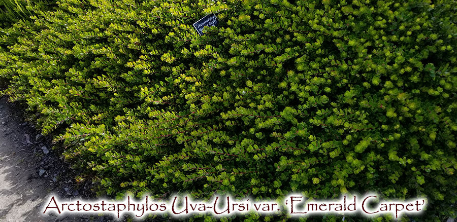 Emerald Carpet Uva-Ursi  -  Arctostaphylos 'Emerald Carpet'