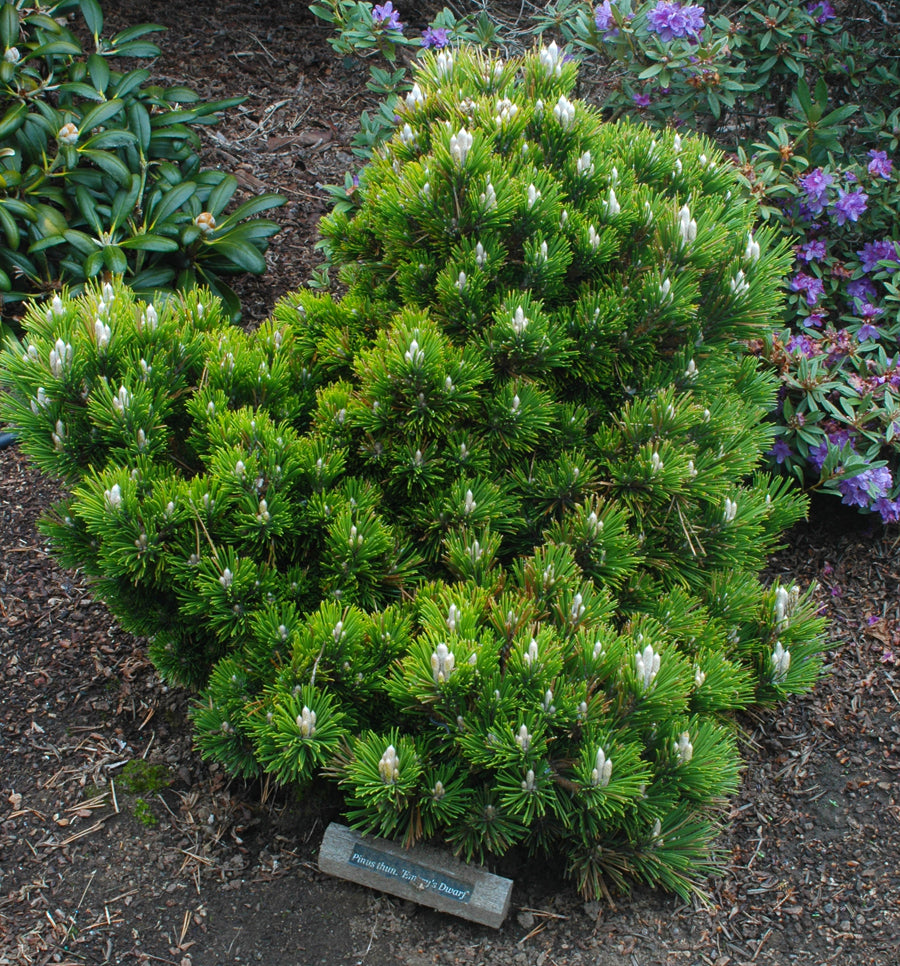 Emery's Dwarf Pine