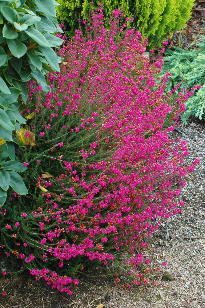 Ruby – Singing Tree Gardens Nursery