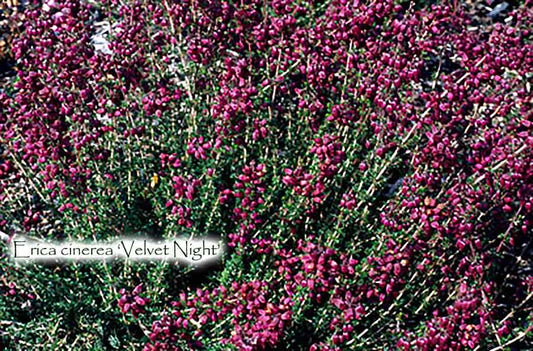 Erica cinerea 'Velvet Night'