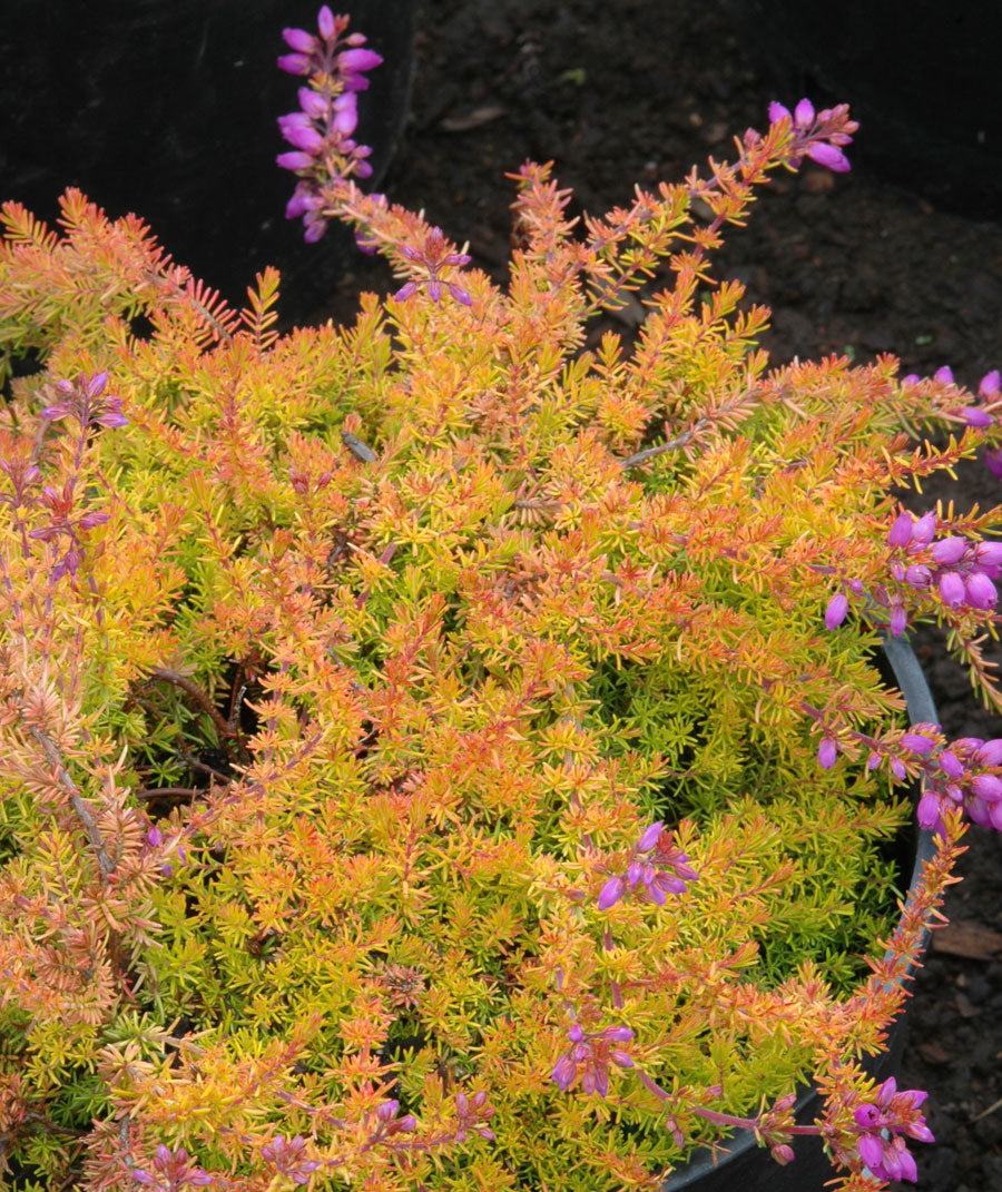 Erica cinerea 'Windlebrook'