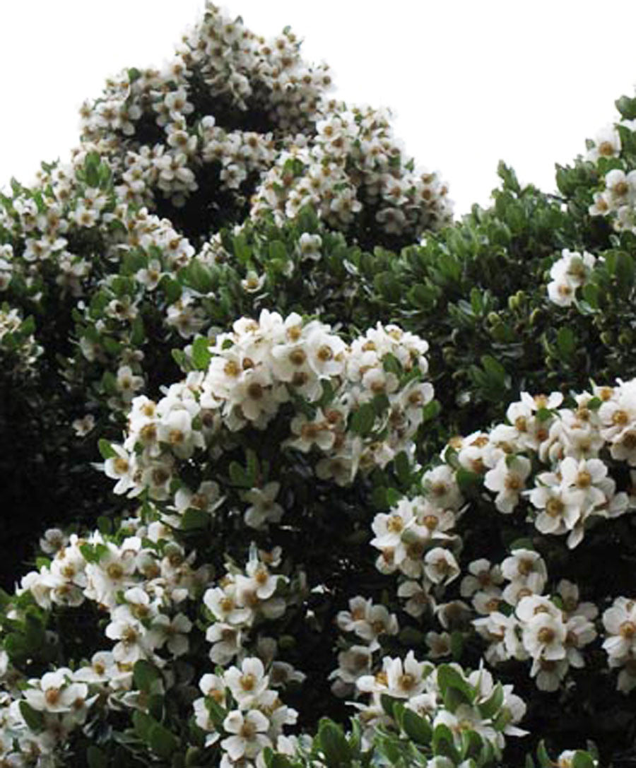 Eucryphia x nymansensis 'Nymansay'