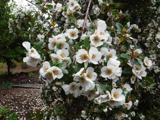 Eucryphia x nymansensis ‘Mt. Usher’