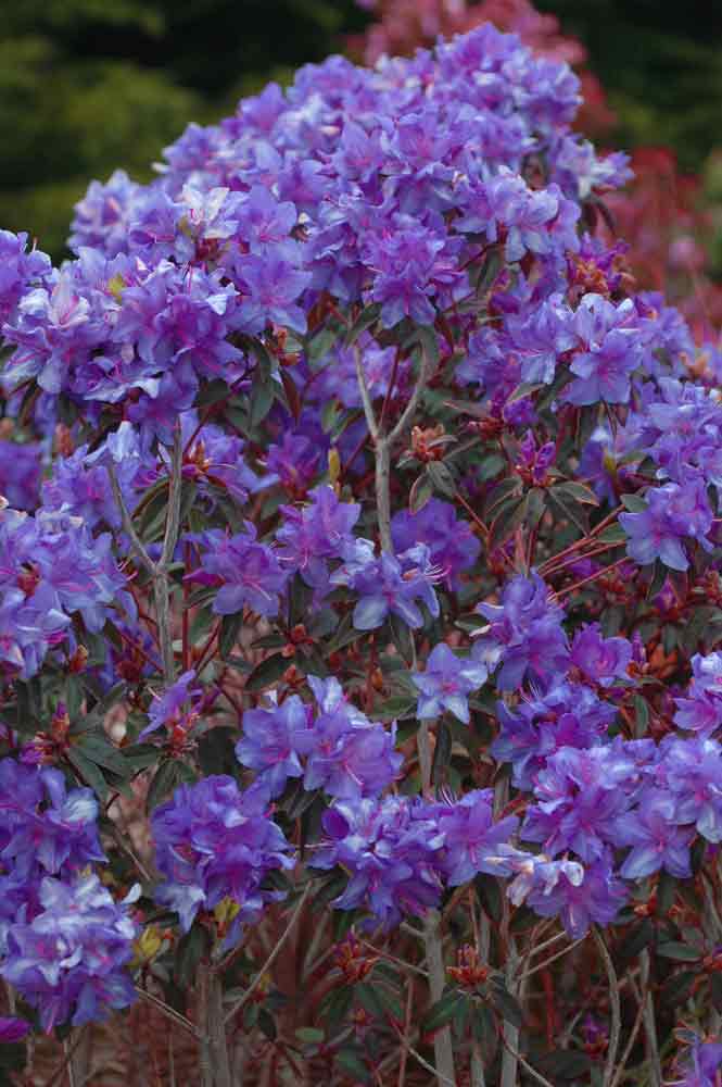 Evening Sky Augustinii Rhododendron