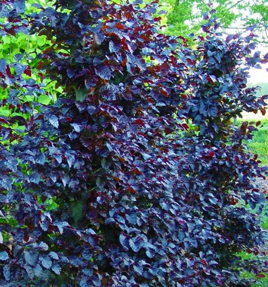 Fagus sylvatica 'Purpurea Nana'