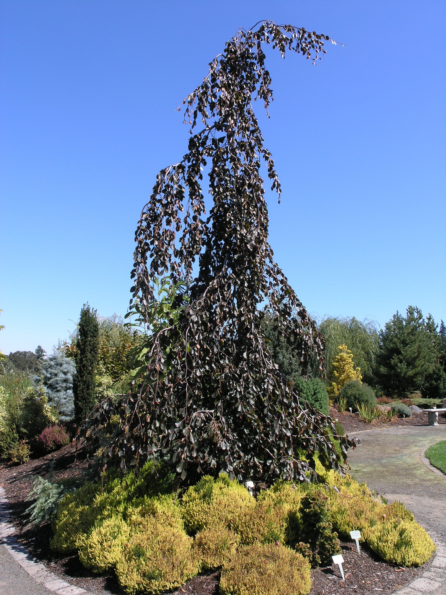 Purple Weeping Beech Tree Purple weeping beech tree