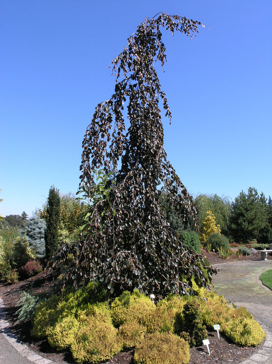 Purple Fountain