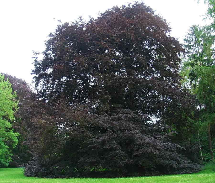 Fagus sylvatica 'Purpurea'