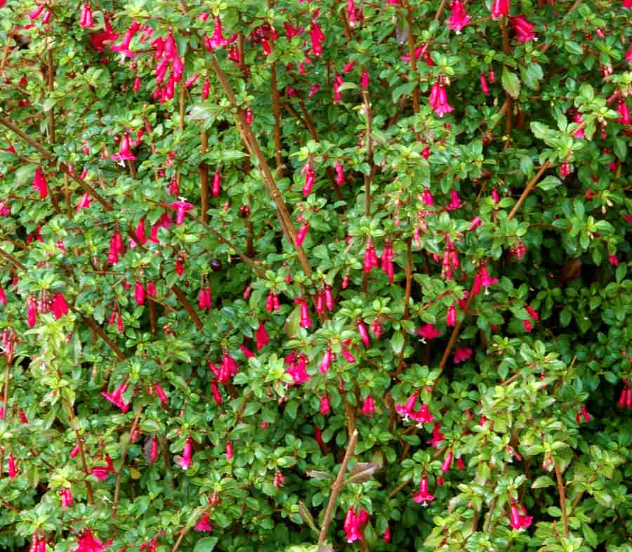 Fairy Fuchsia