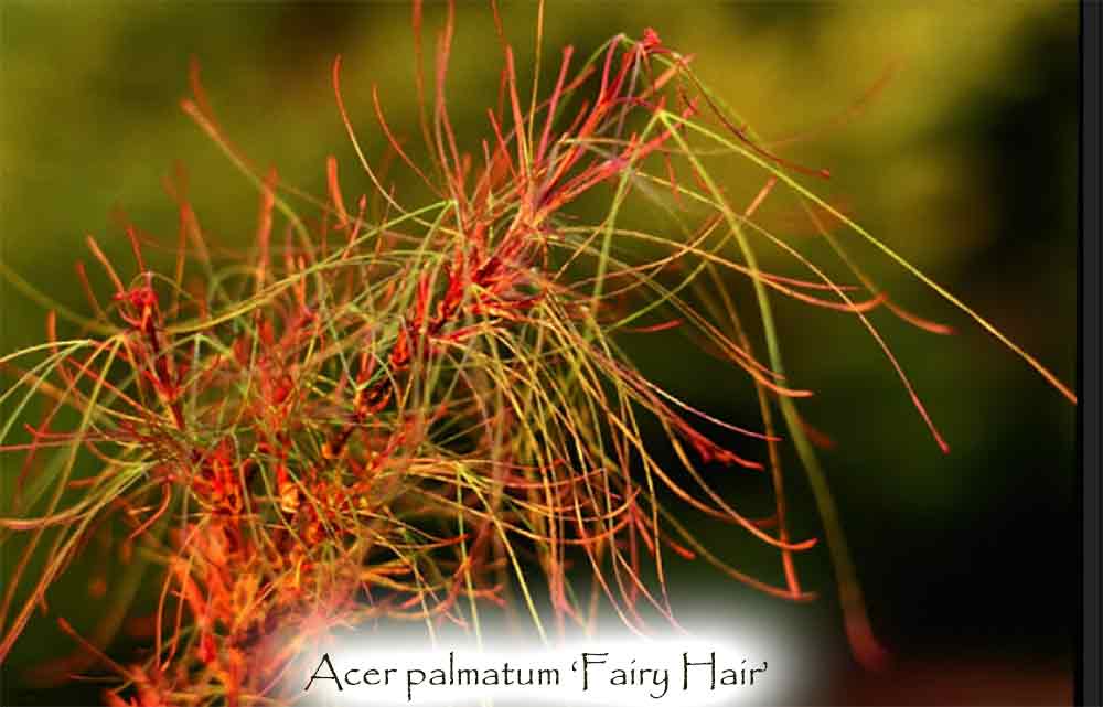 Acer palmatum 'Fairy Hair'