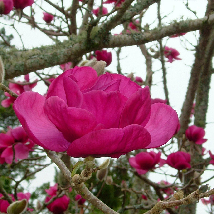 Magnolia 'Felix'