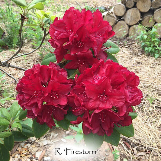 Firestorm rhododendron