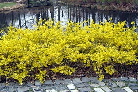 Forsythia x 'Gold Tide'