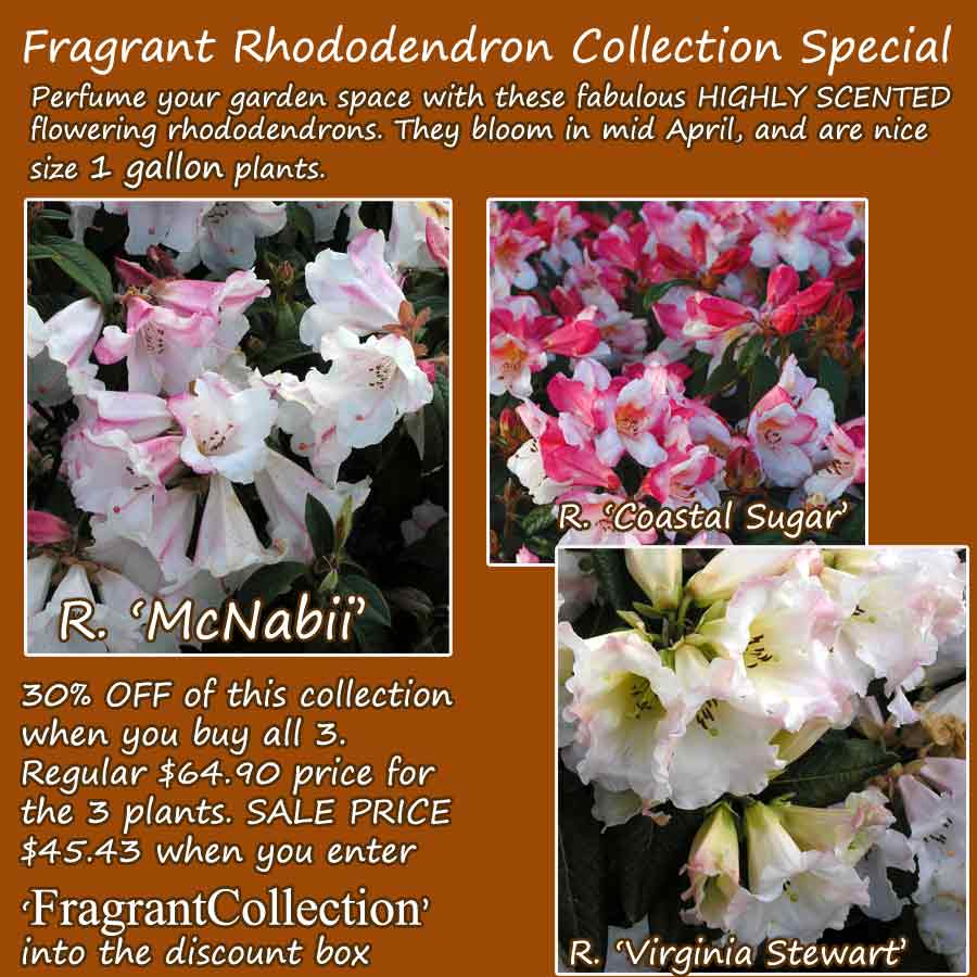 Fragrant Collection